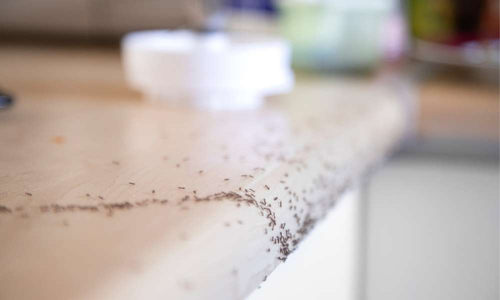How To Get Rid Of Ants In The Kitchen