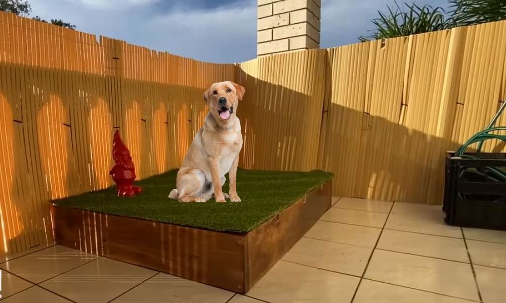 How To Build An Outdoor Dog Potty Area On Concrete
