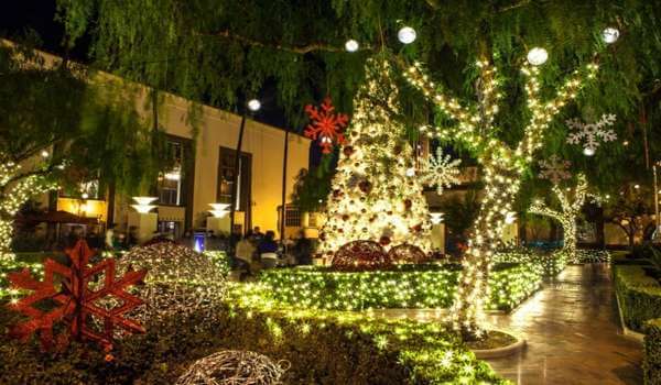 Choose The Outdoor Trees For Lighting