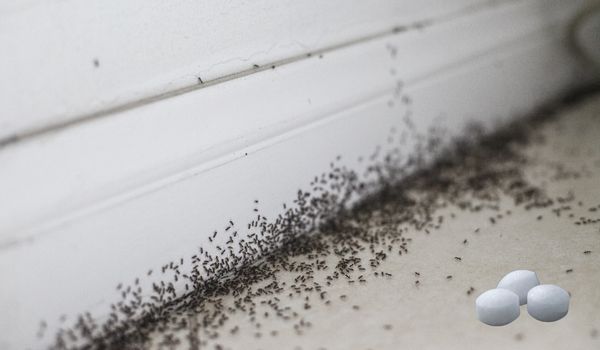 mothballs Control Ants