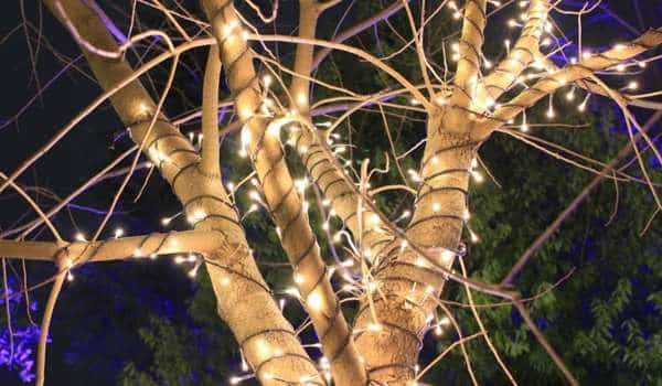 Best Outdoor Lights For Trees