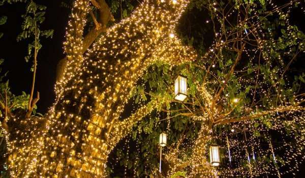 Christmas lights tree light string ornaments
