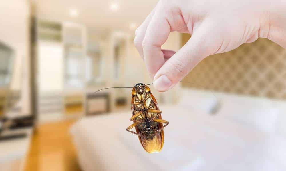 How To Prevent Cockroaches In Bedroom