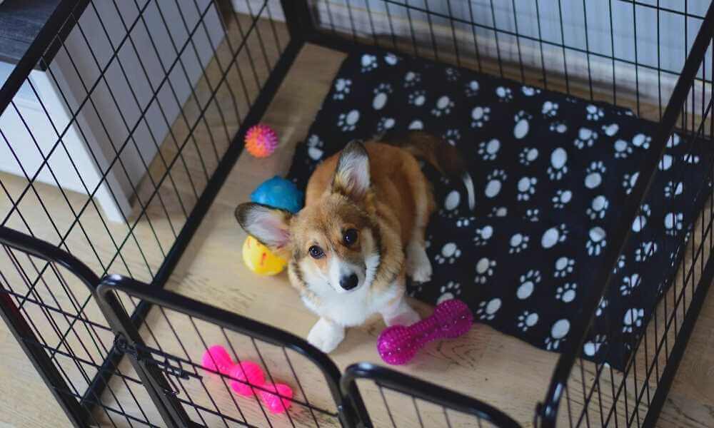 When To Move Puppy Crate Out Of Bedroom