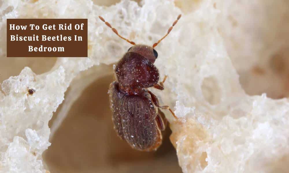 How To Get Rid Of Biscuit Beetles In Bedroom