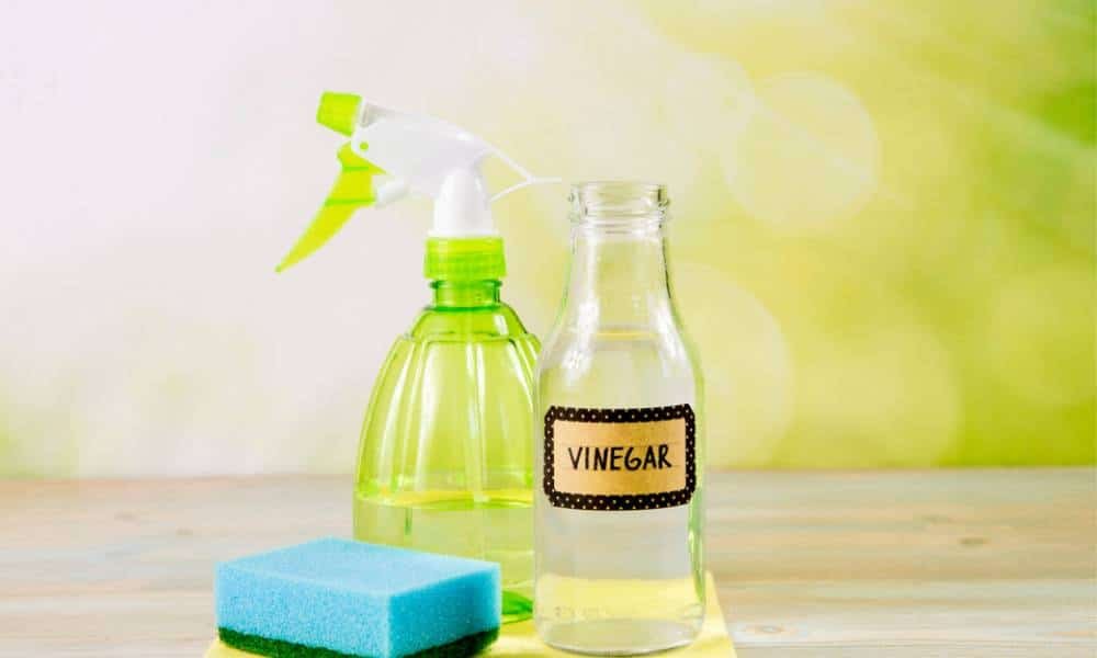 Get Rid Ants Kitchen with Vinegar