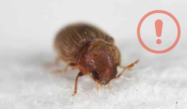Are Biscuit Beetles Harmful