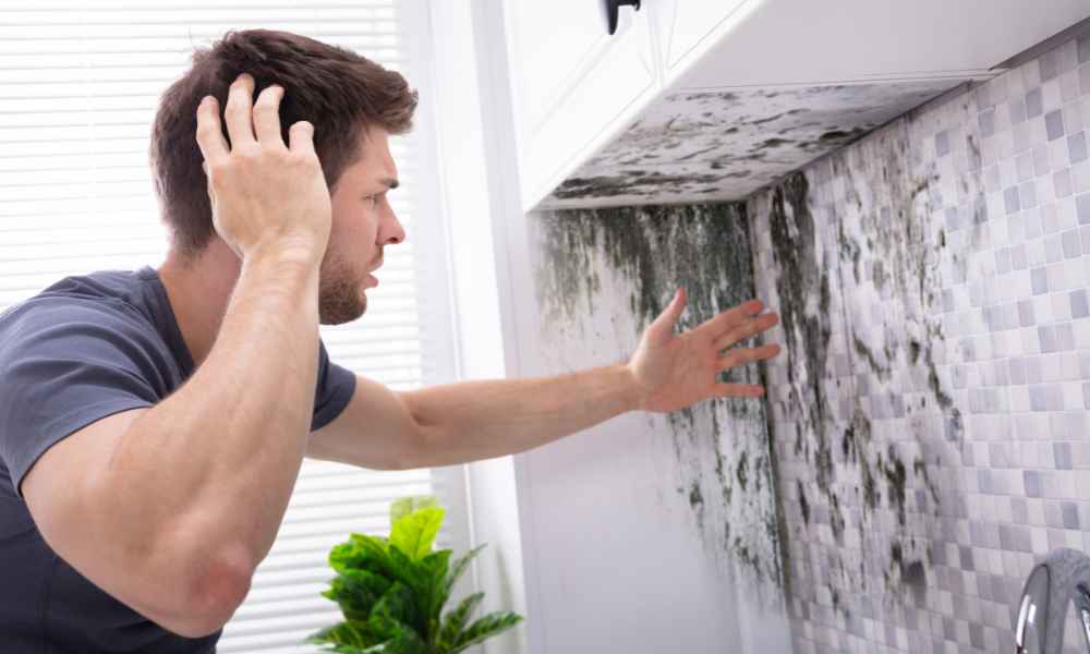 Mold Damage and Home Insurance: