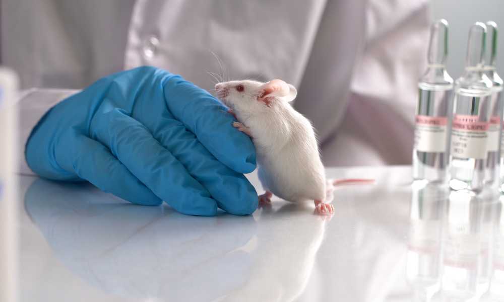 Rodent Control in Research Facilities: Maintaining Laboratory Integrity
