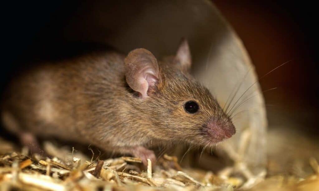 Are Mouse Bites Dangerous and What To Do When Bitten?