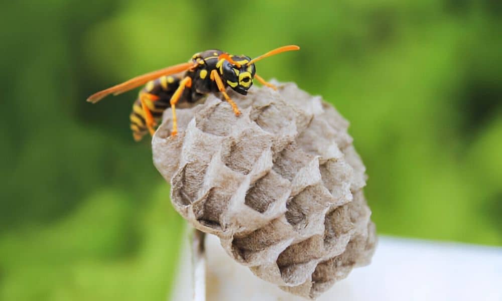 How To Get Rid Of Wasps Outdoor