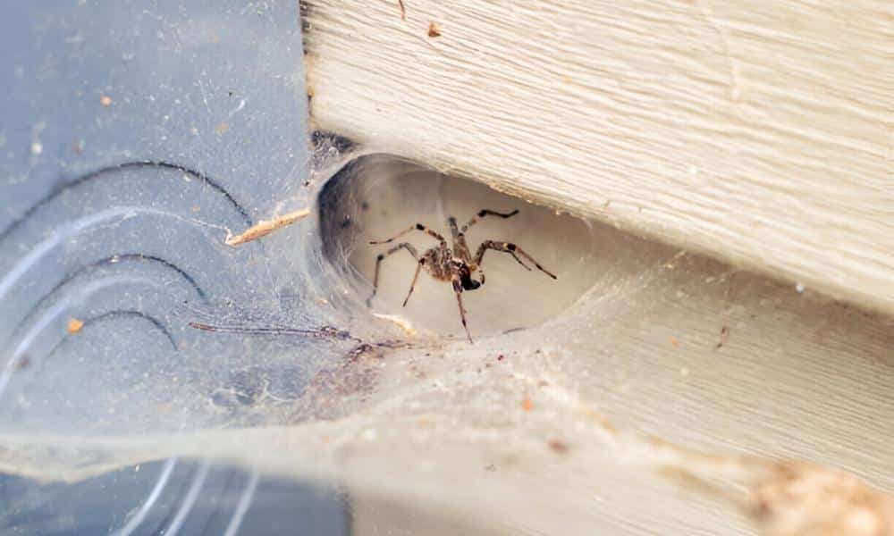 How To Keep Spiders Off Outdoor Furniture