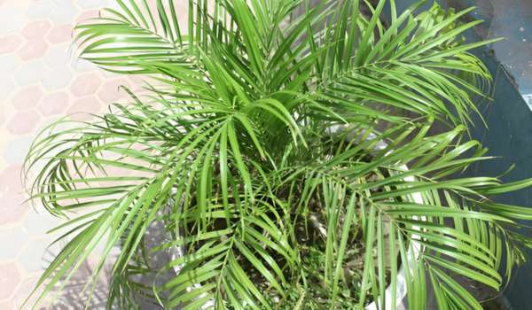 Best Tips For Outdoor Areca Palm Care