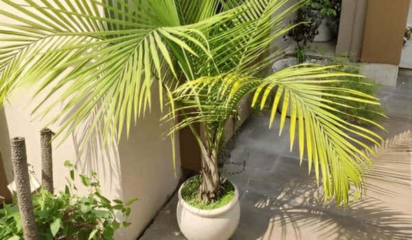 Choosing the Perfect Location To Care for Areca Palm Outdoor