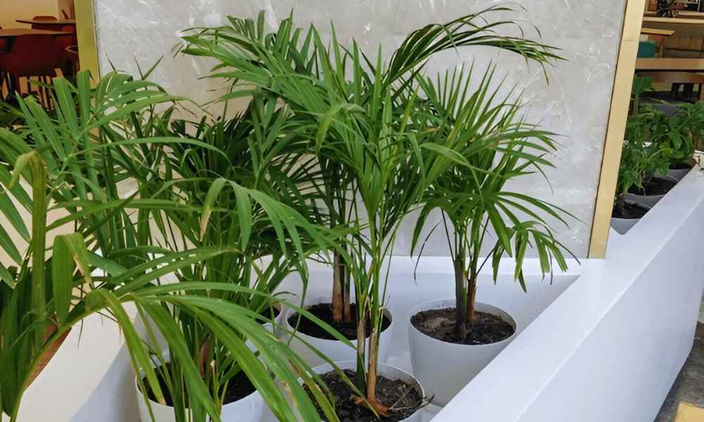 How To Care for Areca Palm Outdoor