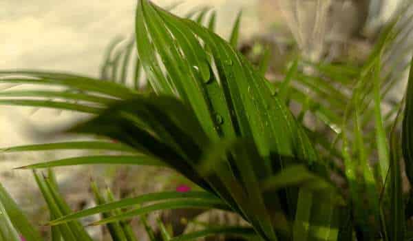 Watering And Humidity Needs To Care for Areca Palm Outdoor