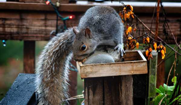 Effective Methods to Stop Squirrels from Chewing Outdoor Lights