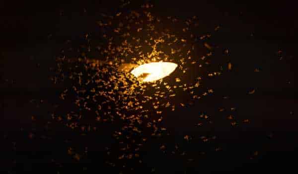 How To Stop Insects Around Lights