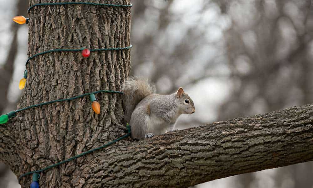 How To Stop Squirrels From Chewing Outdoor Lights