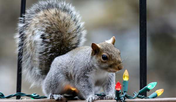 Natural Squirrel Behavior Patterns